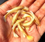 Ikan Guppy Emas 24k / Live Fish / Gold Guppy Fresh Water