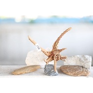 Set B57 For Decorating Aquariums +