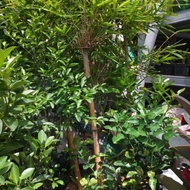 Tanaman Hias Bambu Kuning Petuk New Stok