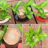 Brazilian Wood Plant Set, Brazilian Lucky Wood Plant with Panda Statue, Brazilian Wood Hydroponic Pl