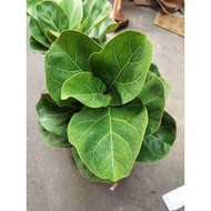 Fiddle Leaf Fig Local (NOT SEEDS)