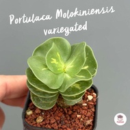 กุหลาบหูช้าง Portulaca Molokiniensis ไม้อวบน้ำ กุหลาบหิน แคคตัส กระบองเพชร cactus&amp;succulent