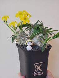 10cm+ 多頭 白皮 惠比大黑  爆根定植 (塊根植物，象牙宮，龜甲龍，布紋球，多肉，惠比須笑)