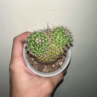 Cactus - Unknown Cactus