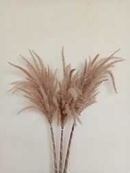 Alang-alang/Ilalang/Bunga Kering/Bahan Buket/Dried Flower/Buket Bunga Kering/Bahan Mahar/Dekorasi Ru