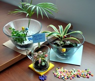 Mini Garden | Plant | Lifestyle | Personal Garden | Decorative Item | Gift