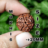 Rudraksha Jenitri Mukhi 6 Atau Garis 6 Size -+20mm