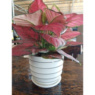 Clay Pot Plants pot Flower Pot with tray 17cm(D) x 15cm Height Decoration.