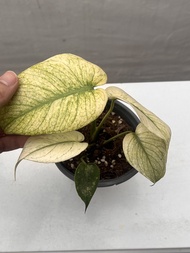 薄荷斑 龜背竹 小苗  - monstera 觀葉植物盆栽