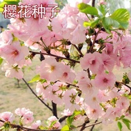 Benih bunga sakura, benih bunga sakura, benih pokok hutan berbunga, mudah ditanam dan hidup, tanaman pasu bunga halaman