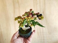 ∴。*藝術.美樹°*∴ ＊一才桑（大頭緒A）~豆缽小品,日系品種三角葉,樹性強健輕鬆享受著果樂趣!＊
