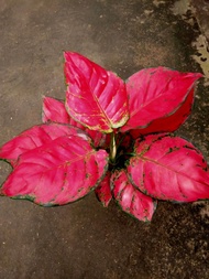 Aglonema Red Anjamani daun 9+ cantik