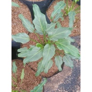 Philodendron Xanadu Live Plant