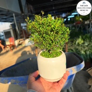 Pot of male cypress plant, ceramic pot + millet