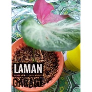 SHYCOOL CALADIUM /KELADI SHYCOOL/KELADI VIRAL