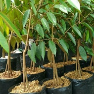 Bibit Durian Musangking Kaki 3 Tinggi 2 Meter Super Batang Besar