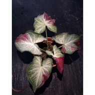 Caladium Shycool Pot 120