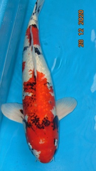 ikan koi showa ginrin import jumbo