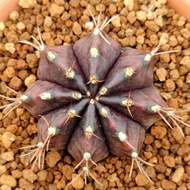 กระบองเพชร Gymnocalycium mihanovichii Black widow ยิมโนแม่หม้ายดำ โคนกระท่อมลุงจรณ์