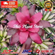 PROMO!! Tanaman hias bromelia - Tanaman bromelia merah