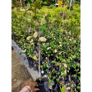 💥💥Anak Pokok Bidara Epal Buah Besar / Bidara cepat berbuah💥💥