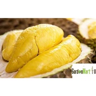  Musang King Durian D197 Fruit Tree Anak Pokok Buah Durian Musang King 猫山王 果王榴莲