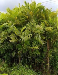 10 Bibit Pohon Pinisium Kiara Payung An+