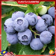 Blueberry Misty Anak Pokok Blueberry Misty Low Land Pokok Rare