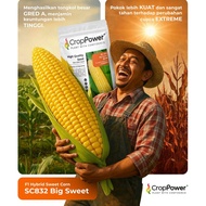 NEW STOCK🔥 PACK 500GM 3000 +/- SEEDS  BENIH JAGUNG MANIS SC 832 BIG SWEET CROP POWER SC832 F1 HYBRID