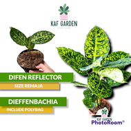 Dieffenbachia Reflector Tanaman Hias Blanceng Kura Reflektor Sri Rejeki Diven Difenbachia