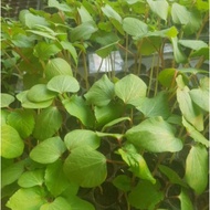 anak pokok bendi merah F1 HYBRID. RM5 sepokok. red okra f1 hybrid seedlings.