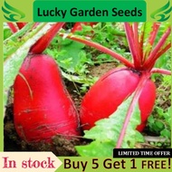 Benih Karot Da Hong Pao大红袍萝卜种子Da Hong Pao Carrot Seeds