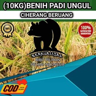 (10KG)PAKET BENIH PADI CIHERANG BERUANG KUALITAS PREMIUM ORIGINAL 100%