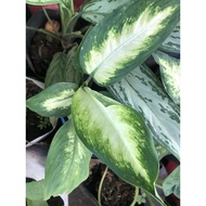 ♞,♘,♙aglaonema different varieties