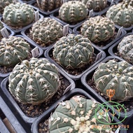 Gymnocalycium Triacanthum Live Cactus Plant