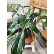 Philodendron Florida Beauty Green
