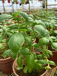 Ocimum Basilicum 'Genovese' (Sweet Basil) (0.2m)