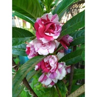 🏵️10 biji Benih🏵️Bunga Keembong 凤仙花种子