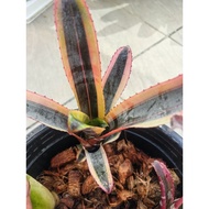 bromeliad aechmea Otto