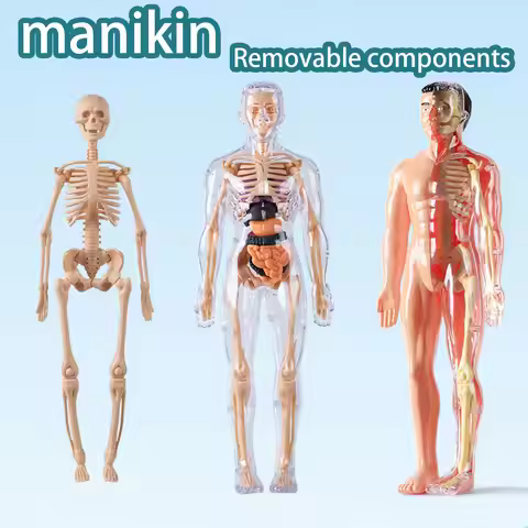 Human Body Structure Model, Organ Skeleton, Simulationdetachable Assembly, Biomedical Anatomy, Inter