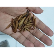 MAGGOT/ BLACK SOLDIER FLY LARVAE BSF GRADE AAA FOR CHANNA AROWANA FISH REPTILE