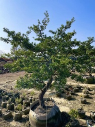 《榮恩園藝》盆植羅漢松，高度2-3米，寬度1.5-2米，頭部直徑10-20公分，每次兩棵起