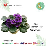 Bibit Tanaman Hias Violces - African Violets Tanaman Hidup Bukan Biji