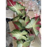 Keladi Shycool🌿live plant caladium