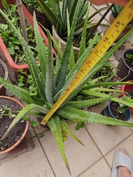 大型蘆薈盆栽