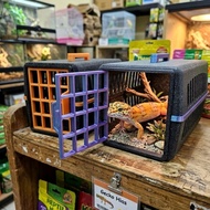 Gecko reptile cage frog gecko
