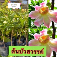 ต้นบัวสวรรค์ พร้อมส่งจำนวนมาก