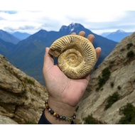 65 Million Year Old Ammonite Fossil 1pc ️ ️ ️ ️ ️