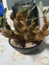 魔界玉/塊根植物/象牙宮