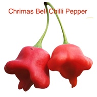 Christmas Bell Chilli Pepper Seed 20pcs from SG